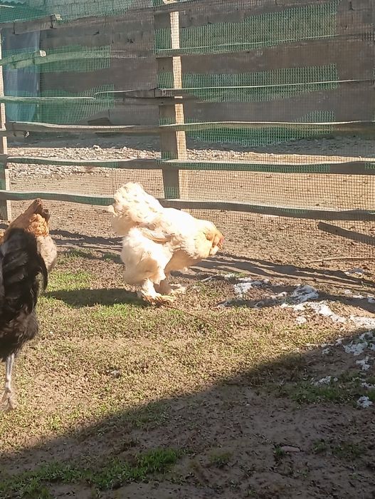 Xoroz tovuqlar sotiladi hammasi sogʻlom tuxumga kirvotti