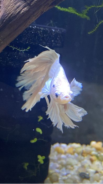 Pesti sanitari si plante de acvariu