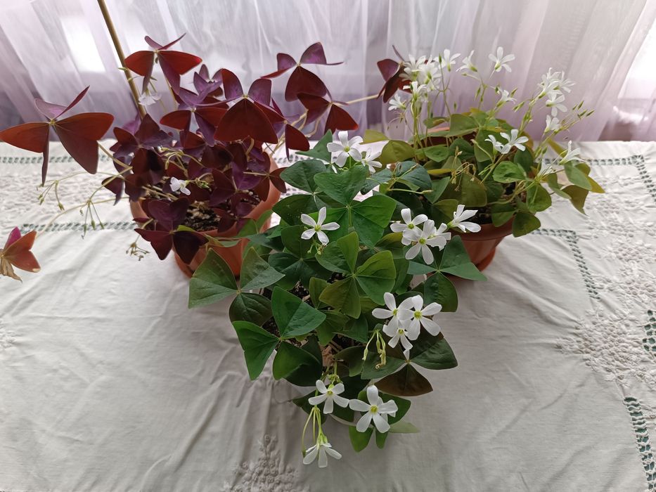 Комнатные растения