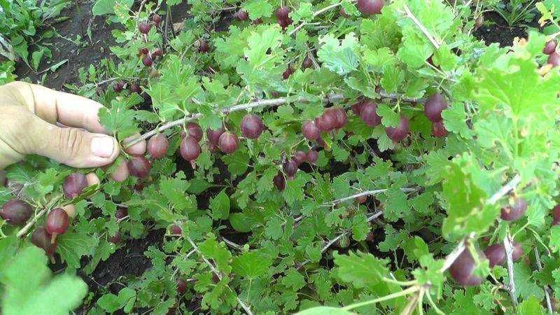 Саженцы плодовых кустарников