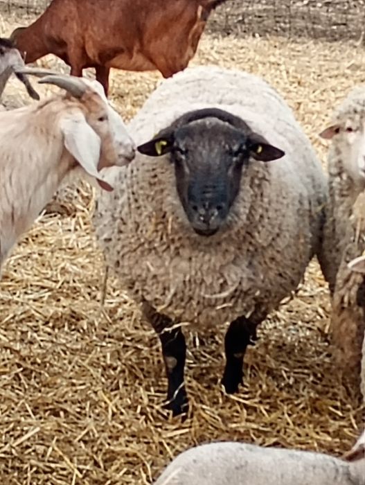 Vând viței de rasă