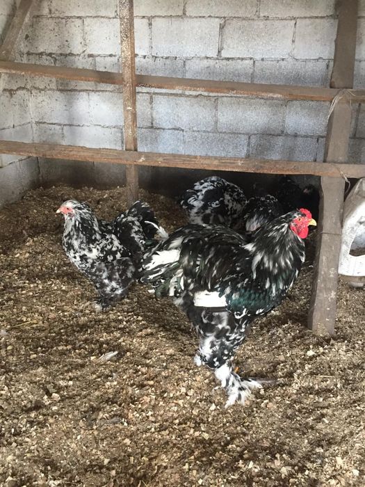 Чистопордные циплята Брама