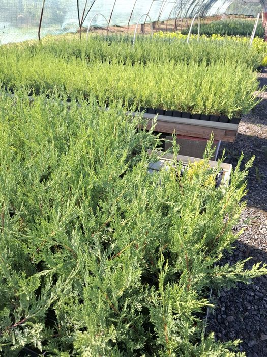 Producator vand Chiparos Leylandii 40-50  cm la P9
