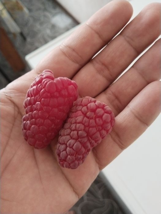 Малина сорт ПШЕХИБА крупный сорт