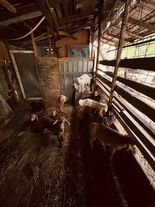 ягнята в части города