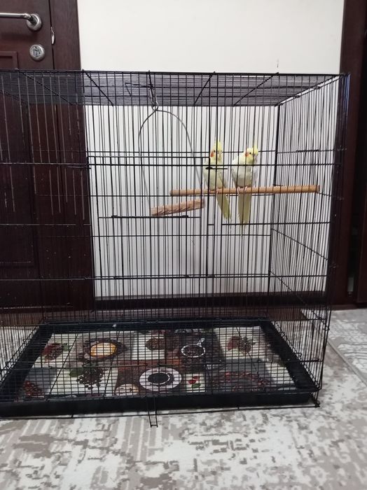 Продаётся кореллы готовая пара