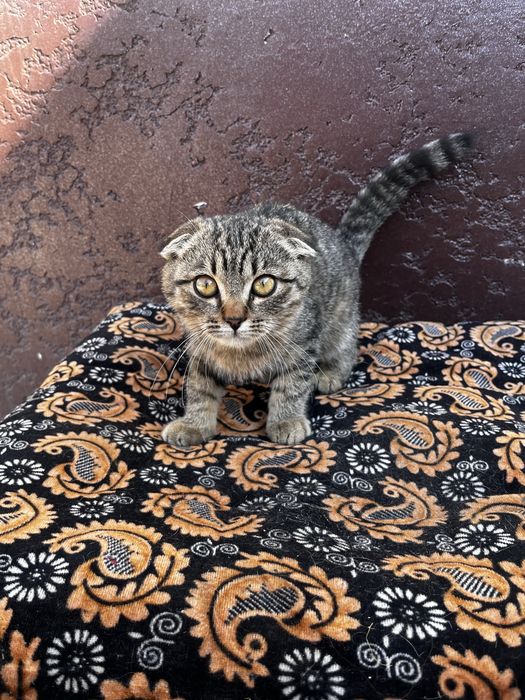 Вислоухий кошка