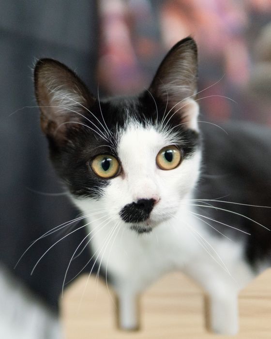 Кротката Кити на 8 месеца търси дом, кастрирана