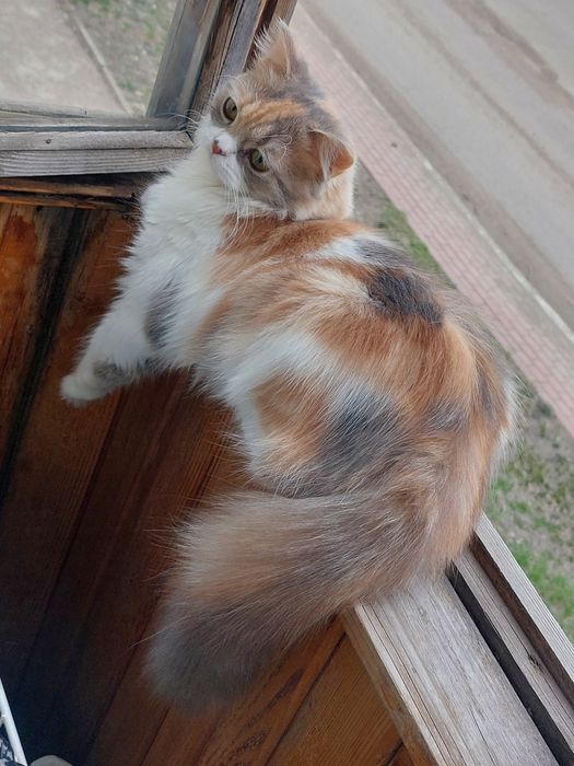 Продам кошку британка длиношерстная