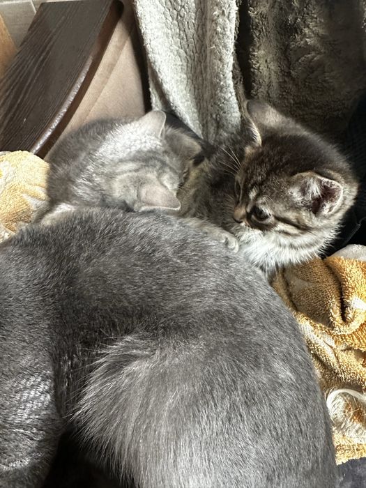 Отдам хорошеньких котят