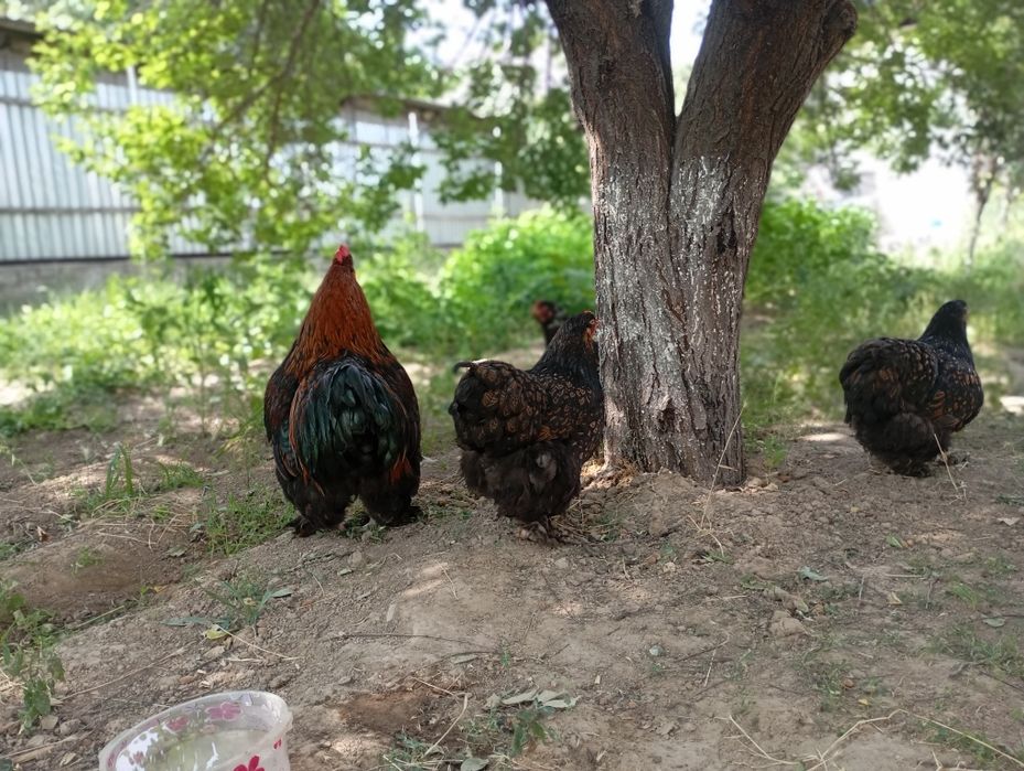 Золото Кохин 8000 тг