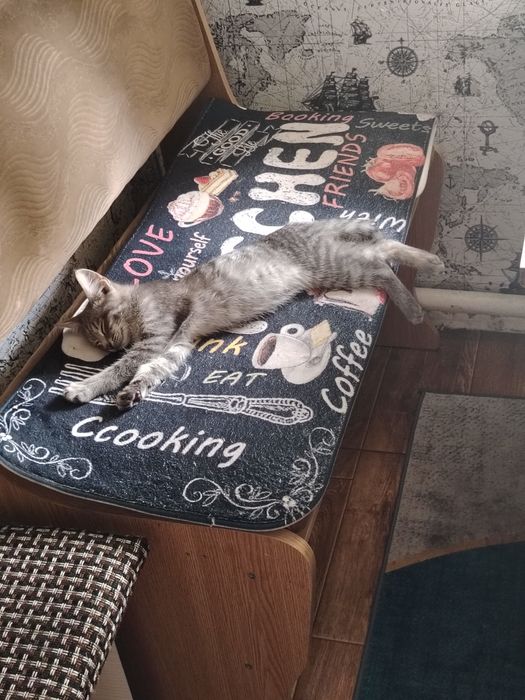 Отдам кошечку в хорошие руки