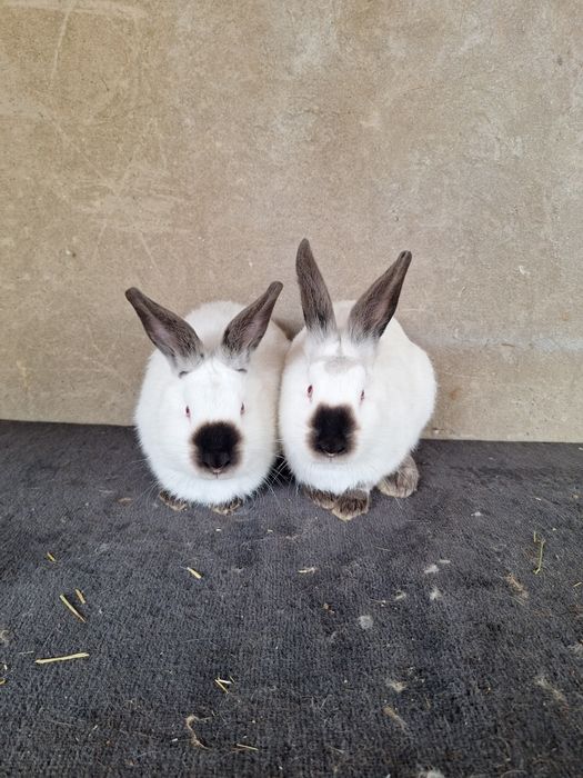 Пара молодых  Калифорний