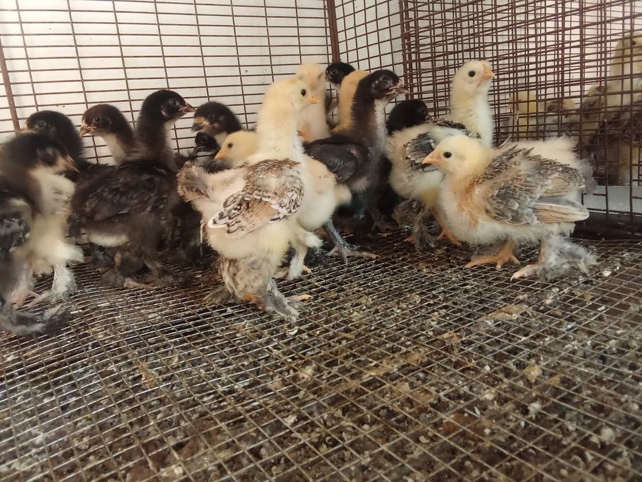 Брамы месячные суточные