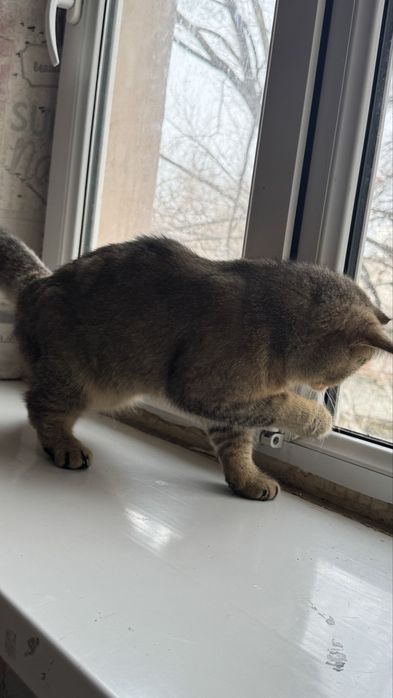 Продается золотистый шиншилла