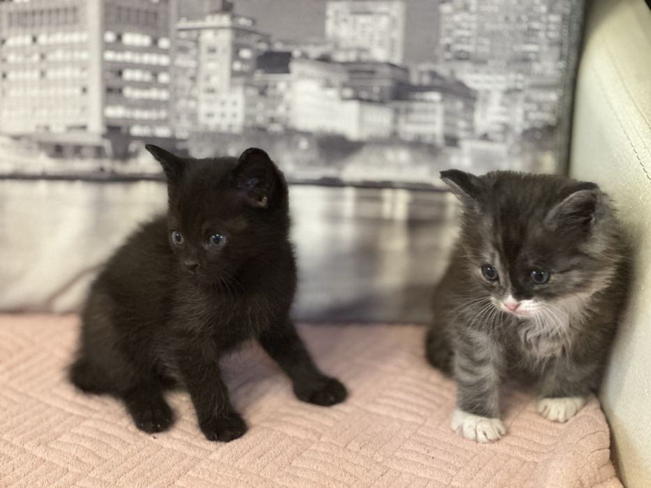 Отдам котят в добрые руки