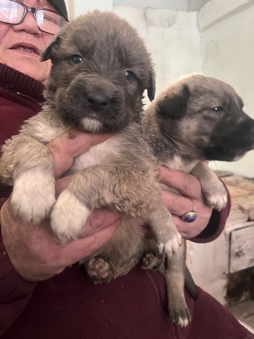 Щенки мальчики отдам