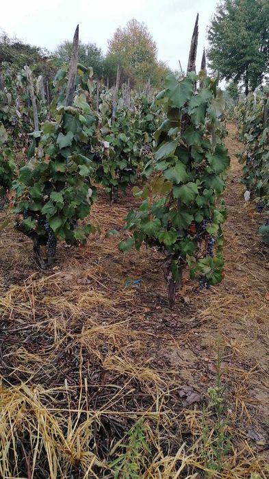 Vand urgent struguri