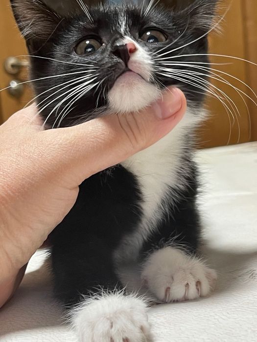 Котята в надежные руки