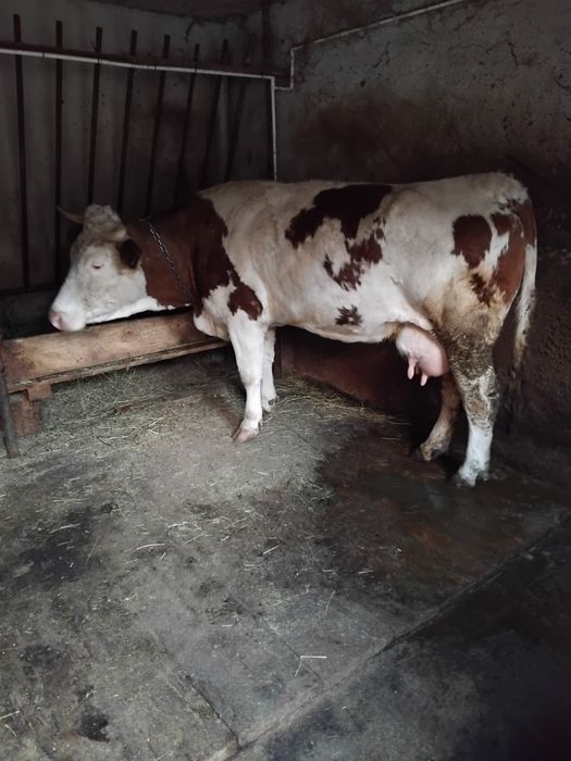 Vând vaca baltata românească!