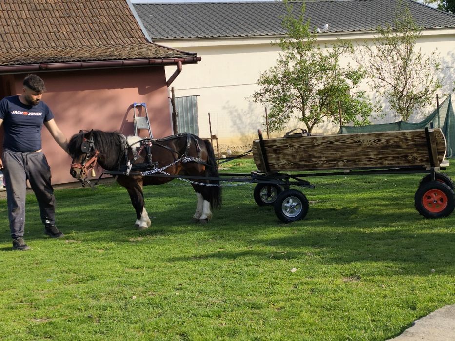 De vânzare ponei cu ham și căruță