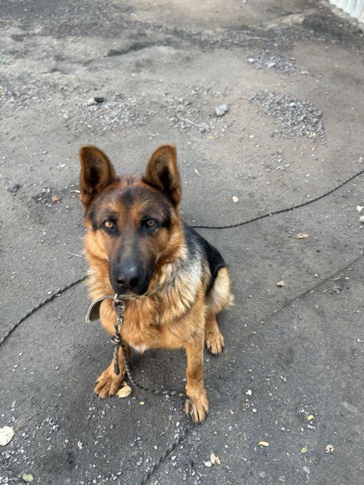 Вязка, кобель немецкая овчарка