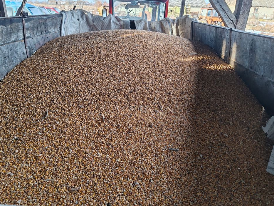 Porumb boabe proaspat recoltat