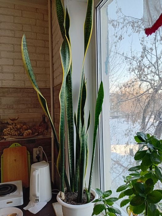 Сансевиерия высота 160