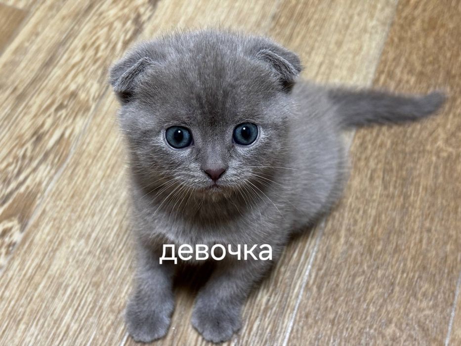 Продаются котята породы скоттиш фолд