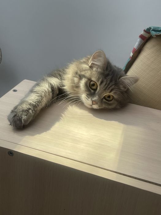 Кошка 9 месяцев