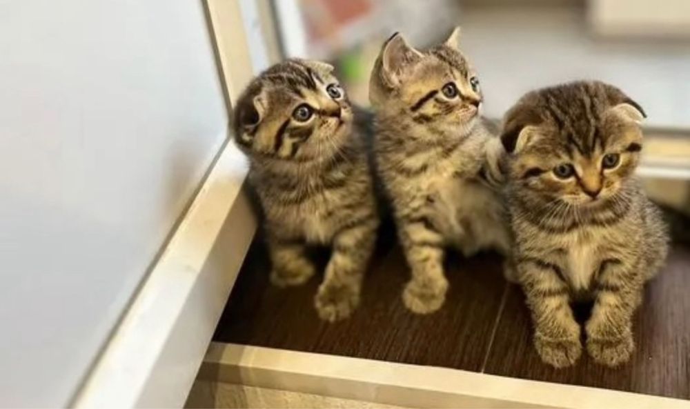 Красивейшие Котята