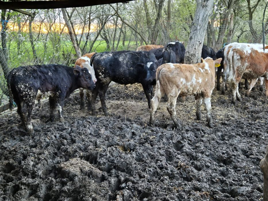 Disponibili viței 120-180kg