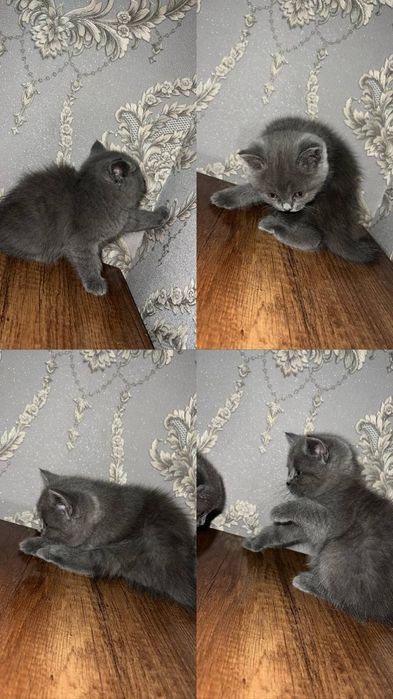 Britanes+skotish fold mushukchalar