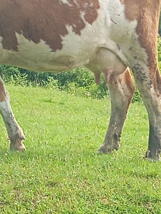 Vaca de vîndut din 3 August , fără vițel este de al treilea vițel 0034604962466vinde fară vițel.