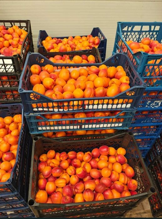Caise coapte pentru fermentare – Alegerea ideală pentru băuturi artizanale
