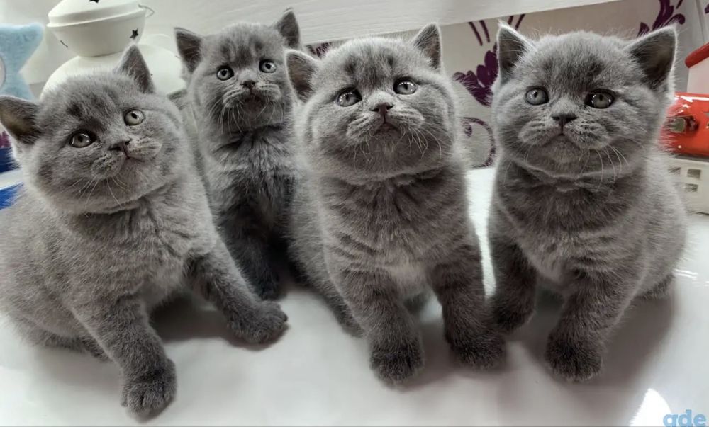 Шикарненькие Котята