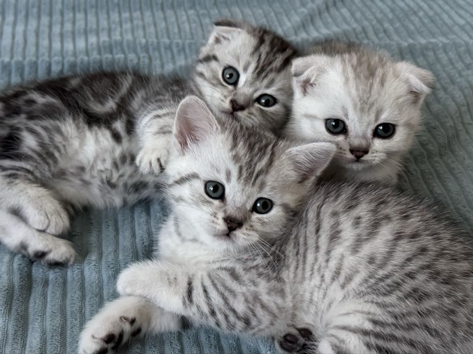 Продам Шотланских Котят