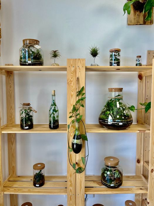 Мини терариуми с живи растения, екосистема в буркан