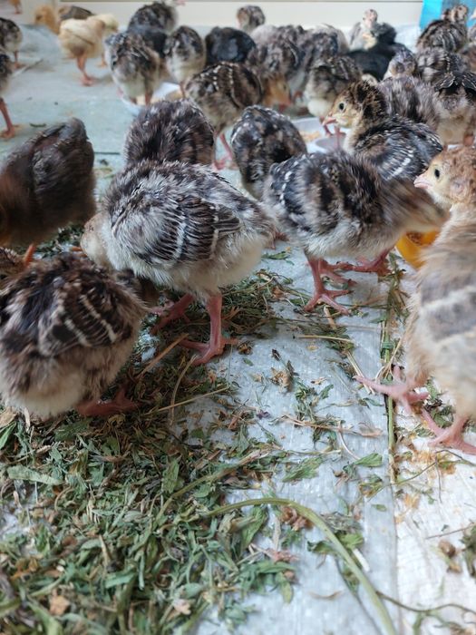 Индюк Хайбрид бронза