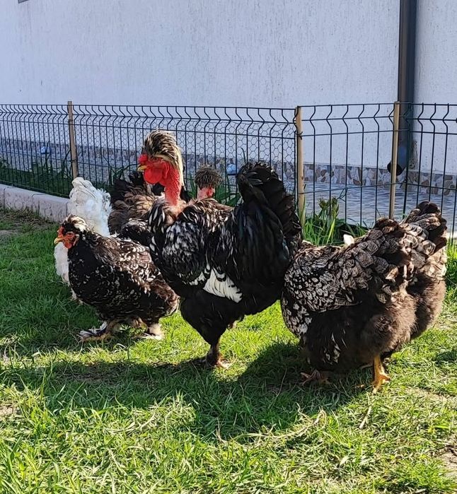 Oua incubat găini moțate barboase golașe frezate