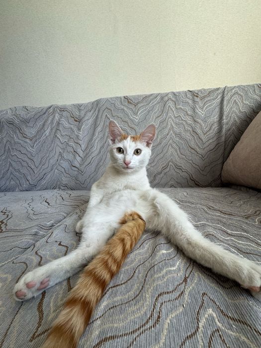 Котенок в добрые руки