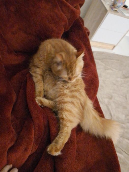 Zotor mushu aqli oʻrgatilgan