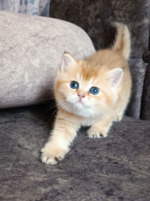 Британские Золотые Шиншиллы