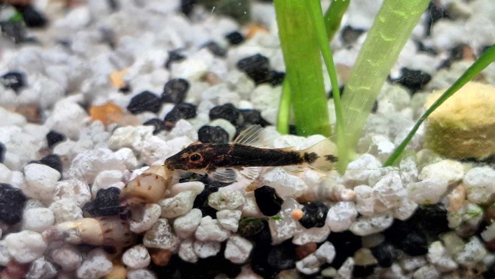 Pachet 5 + 1 pui Ancistrus Calico