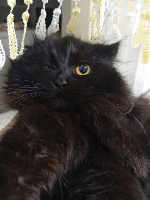 Отдам Кошки  три сестрички