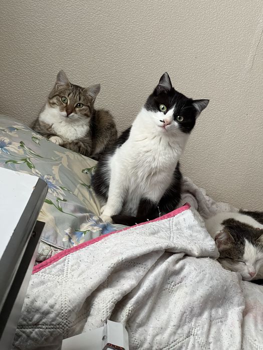 Отдам в добрые руки