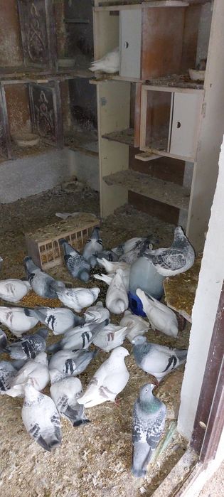 Porumbei voiajori standard de vanzare