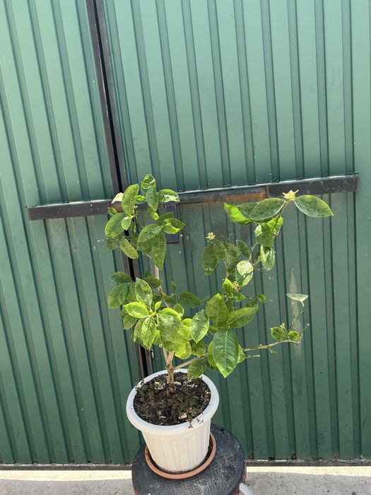 Лимон Мейера с плодами