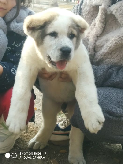 Шенок Алабая чистокровный