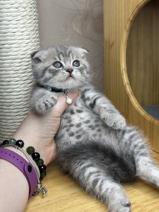 Шикарные котята скоттиш фолд с паспортом